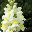 Yellow White Snapdragon Seeds