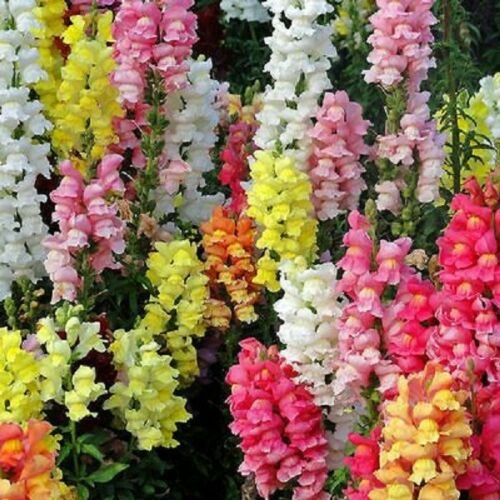 Double Tall Mix Snapdragon 200 Seeds