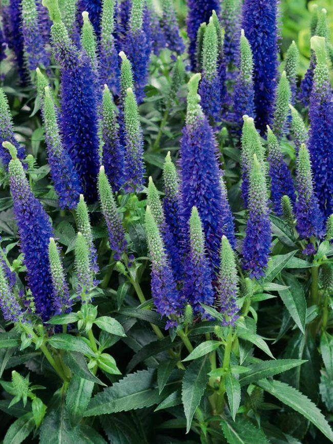 Dwarf Blue Veronica 100 Seeds