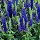 Dwarf Blue Veronica 100 Seeds