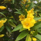 Carolina Yellow Jasmine 25 Seeds