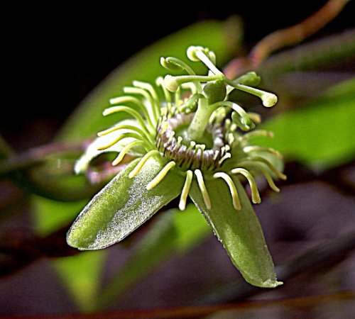 Corkystem Passion Flower Passiflora suberosa Organic 10 Seeds