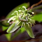 Corkystem Passion Flower Passiflora suberosa Organic 10 Seeds