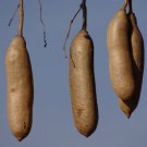 Sausage Tree Kigelia pinnata 10 Seeds