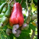 organic Cashew Nut Seeds 10 seeds