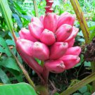 Pink Banana Musa velutina 10 Seeds