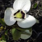 Bigflower Pawpaw Asimina obovata Organic 10 Seeds