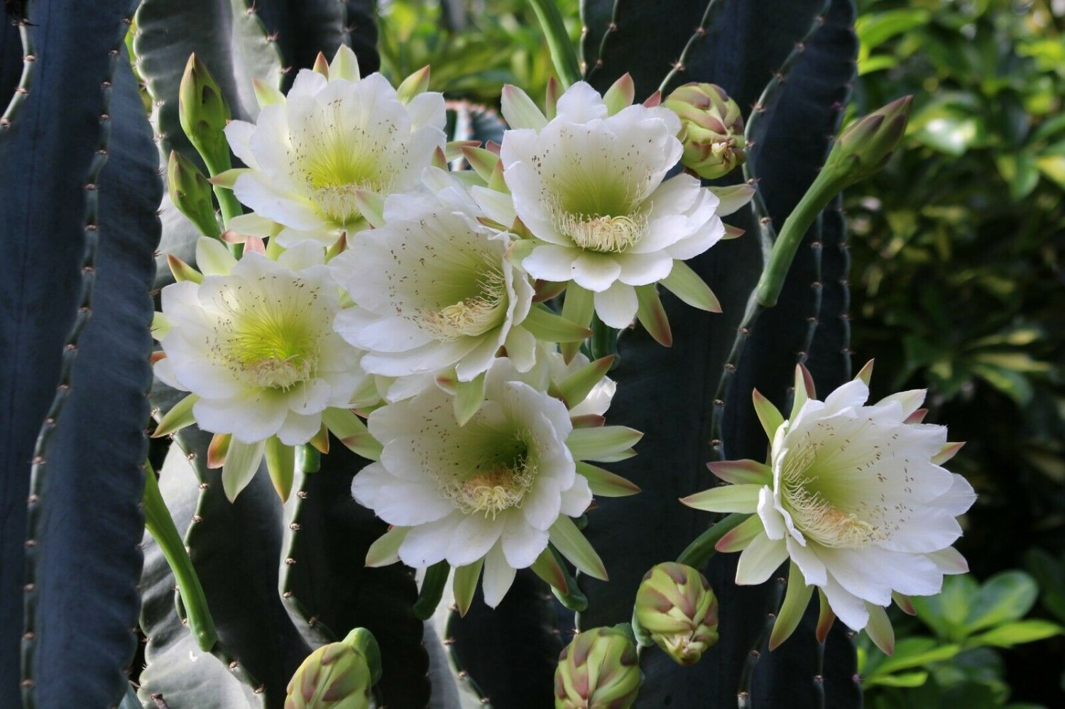 Peruvian Apple Cactus Cereus repandus 10 Seeds