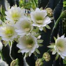Peruvian Apple Cactus Cereus repandus 10 Seeds