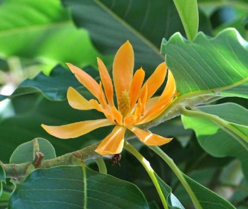 Golden Champaca Joy Perfume Tree Michelia champaca 10 Seeds