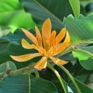 Golden Champaca Joy Perfume Tree Michelia champaca 10 Seeds