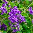 Golden Dewdrop Duranta erecta 10 Seeds