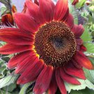 RED SUN RARE SUNFLOWER 20 SEEDS