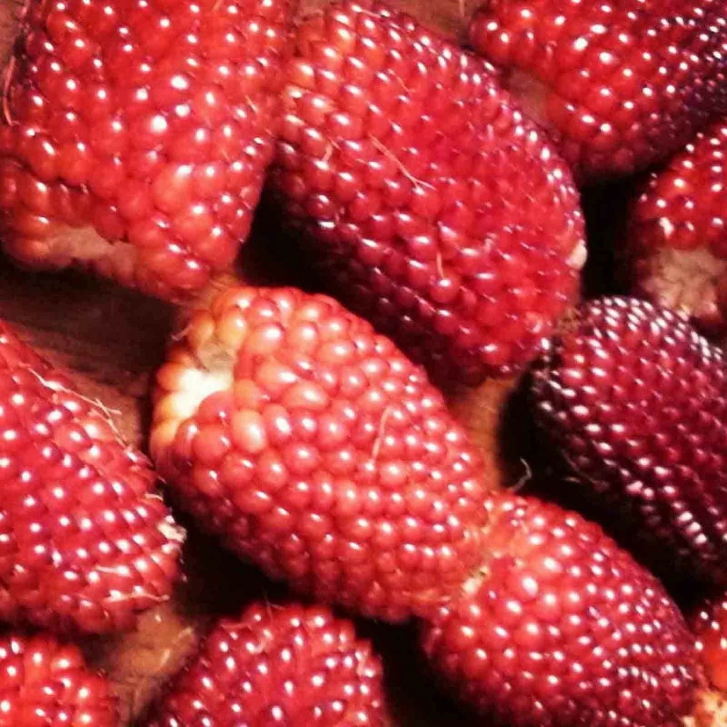 STRAWBERRY CORN 20 SEEDS