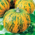 Pumpkin Vitamin Striped  10 Seeds