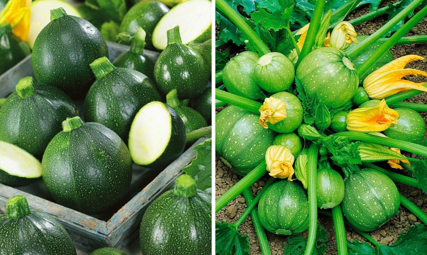 Zucchini Courgette Squash Round 20 Seeds