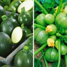 Zucchini Courgette Squash Round 20 Seeds