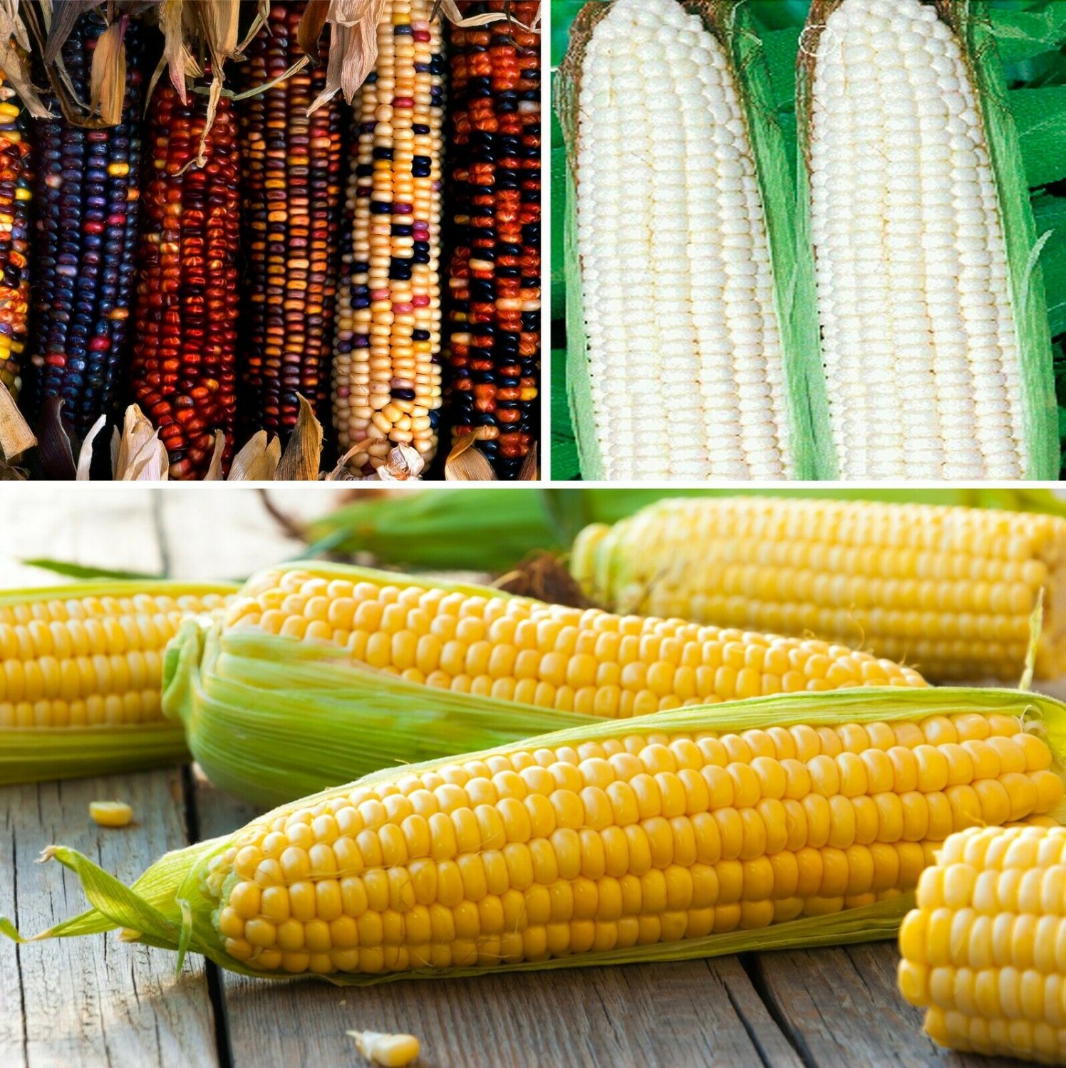 Corn Montana Multicolor Sugar Sweet Giant 25 Seeds