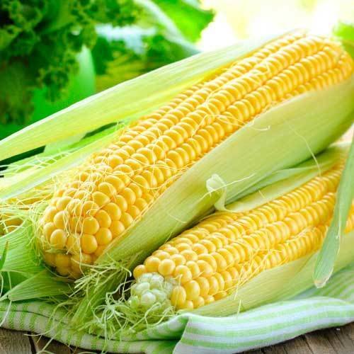 Corn Sugar Sweet Delicacy Giant 30 Seeds