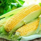 Corn Sugar Sweet Delicacy Giant 30 Seeds
