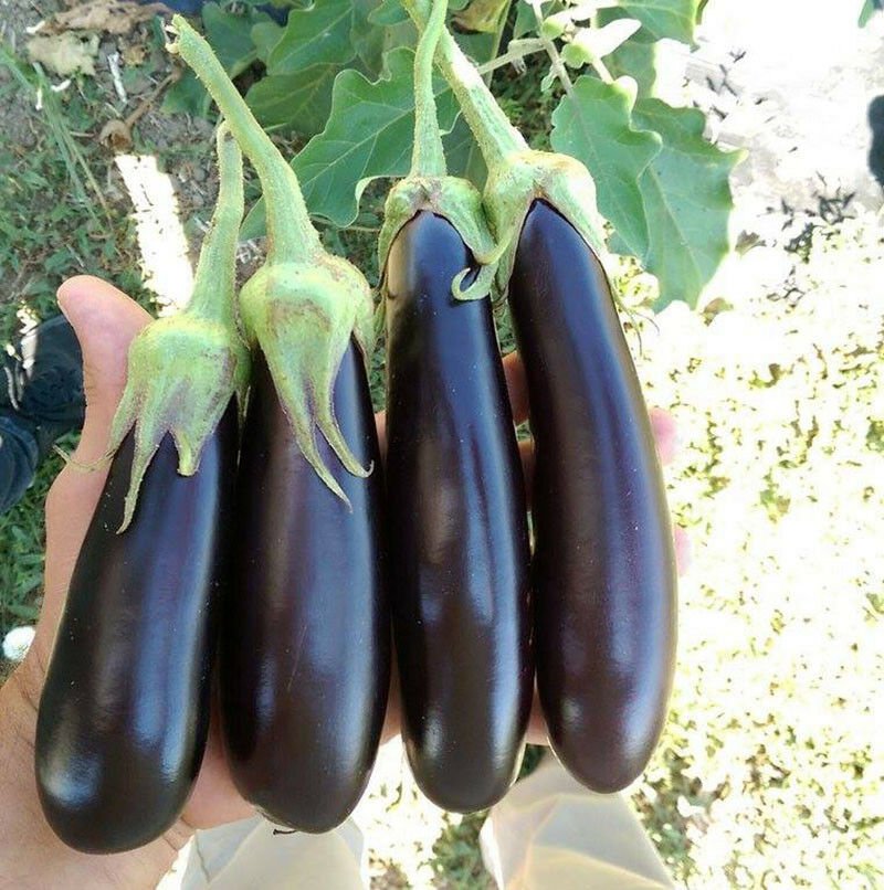 Greek Cretan Eggplant/Aubergines 30 seeds