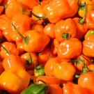 Orange Habanero Pepper 25 Seeds