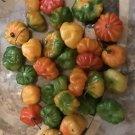 Aji Dulce Aji Cachucha 20 Seeds