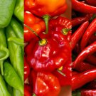 PUERTO RICAN PIMIENTO DE COCINAR 20 Seeds