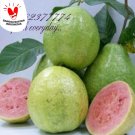 PUERTO RICAN SEEDS- WHITE PEAR GUAVA - FRESH 15 SEEDS