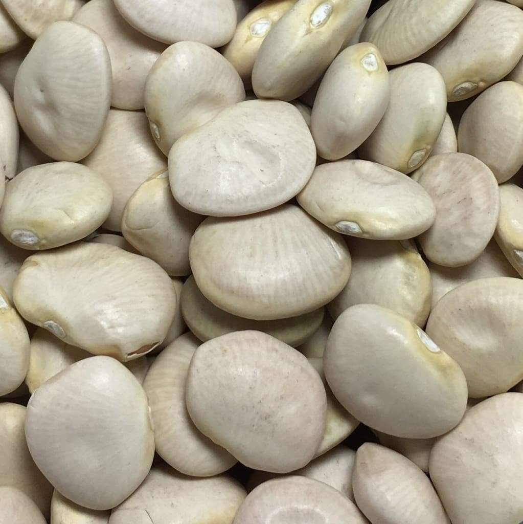 LIMA BEAN FORDHOOK 15 Seeds