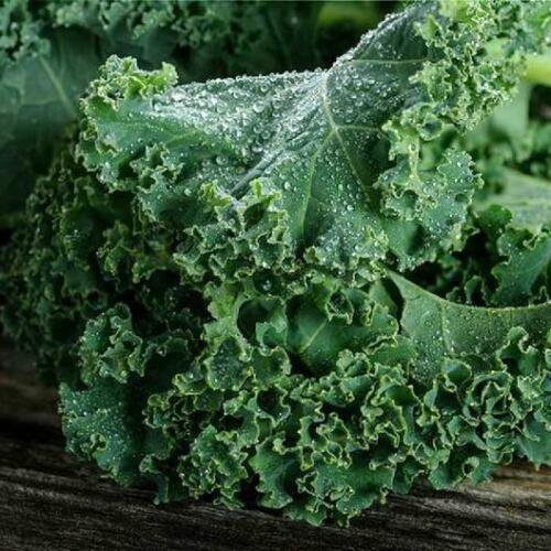 Kale Dw arf Blue Curled Scotch Kale 1000 Seeds