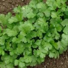 Cilantro/Coriander Leaves Chinese parsley 100 Seeds