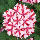 Candy Cane Verbena Flower 50 Seeds