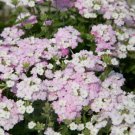 White Blush Verbena 50 Seeds