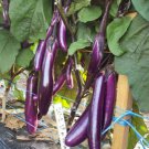 Chinese Eggplant 100 Seeds