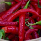 Inch Long Red Thin Hot Pepper Chili 30 Seeds