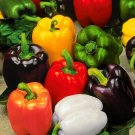 Sweet Bell Pepper Rainbow Mix  30 Seeds