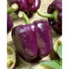 Sweet Bell Pepper Purple Lilic Giant 30 Seeds