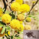 Acacia Farnesiana Vachellia Perfumed Wattle 10 Seeds