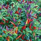 Sangrina Ornamental Pepper 25 Seeds