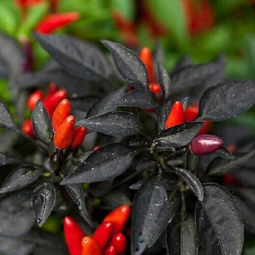 Exploding Ember Ornamental Pepper 25 Seeds