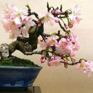 Japanese Flowering Cherry Blossom Bonsai 10 Seeds