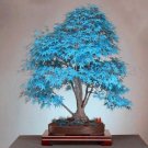 Bag bonsai blue maple tree 20 Seeds