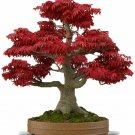 Red Japanese Maple Tree Bonsai 20 Seeds