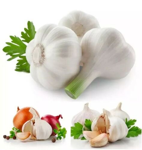 Giant Garlic 20 Seeds