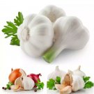 Giant Garlic 20 Seeds