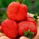 Giant Strawberry Fresca Rare 100 Seeds