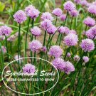 SCARBOROUGH SEEDS 500 SEEDS