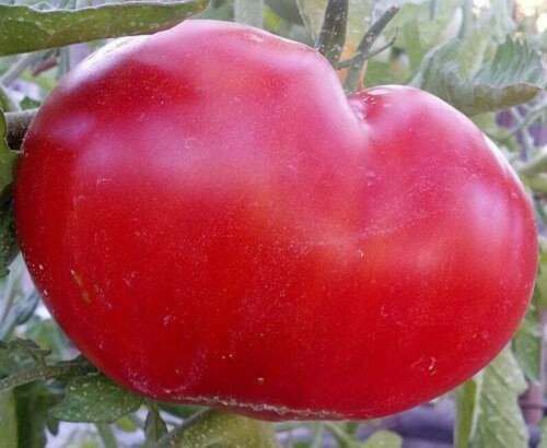 MORTGAGE LIFTER Beefsteak Tomato 30 Seeds