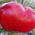 MORTGAGE LIFTER Beefsteak Tomato 30 Seeds